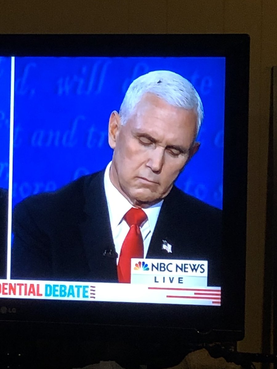 Flies are surely attracted to 💩