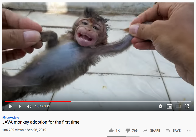 kukangku's tweet photo. Kalau kamu berpikir bahwa video pelihara bayi monyet di Youtube itu lucu, padahal sebenarnya kamu mendukung kekejaman terhadap satwa. #MonkeyNOTaPET https://t.co/Hp5zAr8Tcx