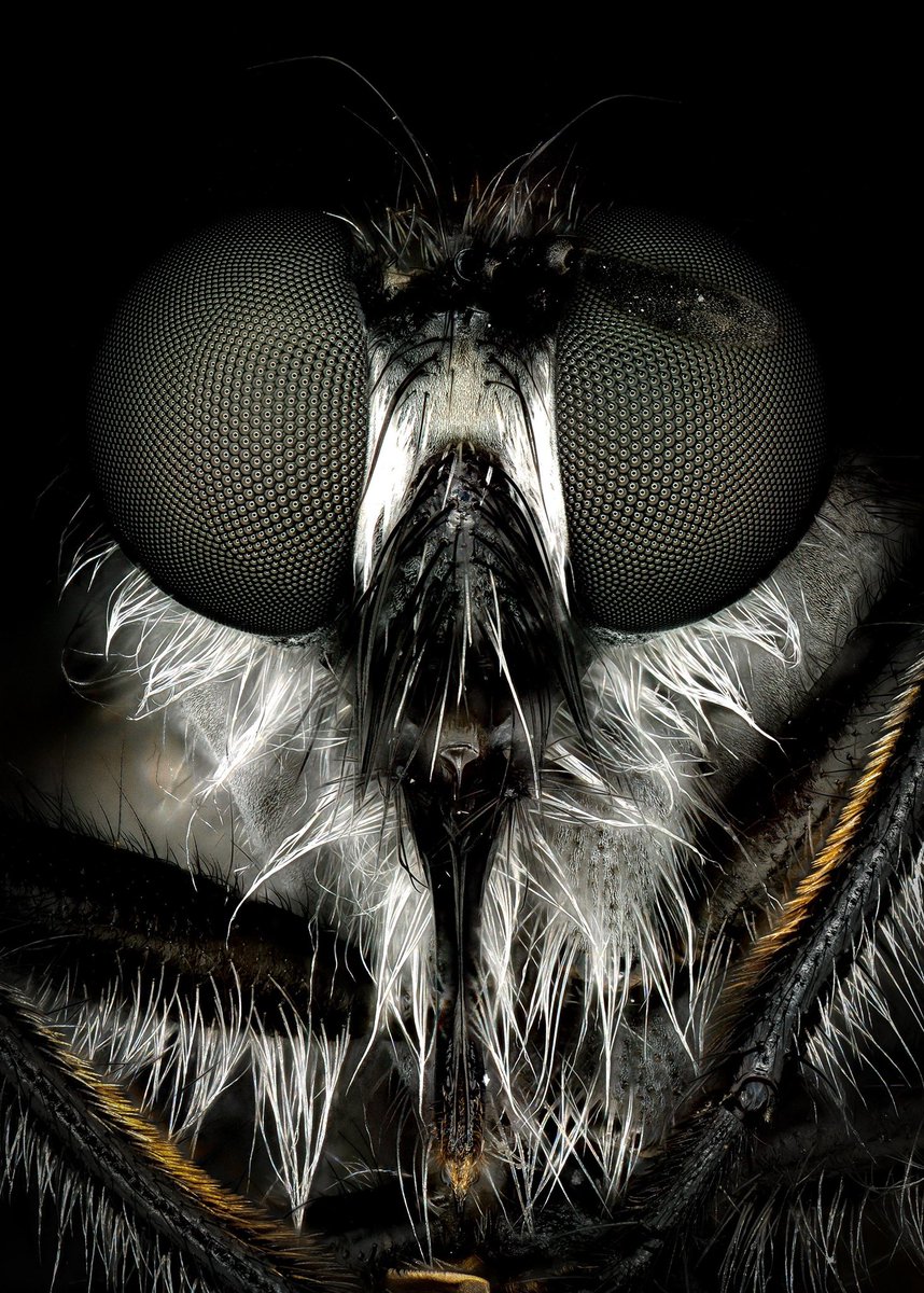 ImTheFly's tweet image. Quick selfie to prove i’m the real fly. All other fly accounts are fake. @Twitter please verify me so people aren’t confused.