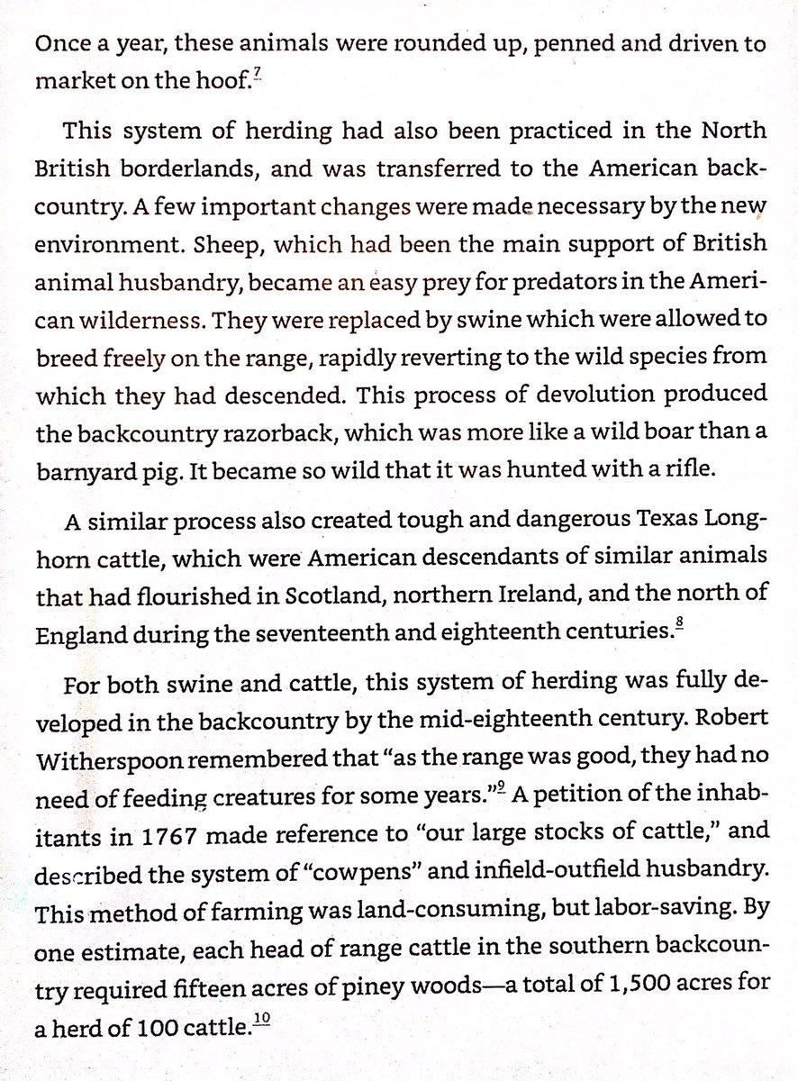 Scots-Irish would graze their pigs & cattle in the forests. The cattle & pigs were vulnerable to natural predators, & quickly evolved into vicious longhorns & razorbacks respectively.