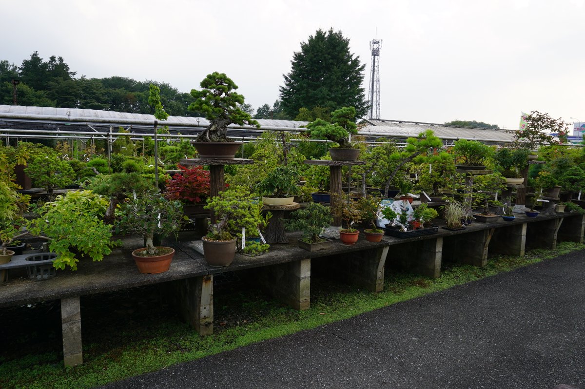 うつのみや緑花木センター Utunomiyakaboku Twitter うつのみや緑花木センター Utunomiyakaboku Twitter