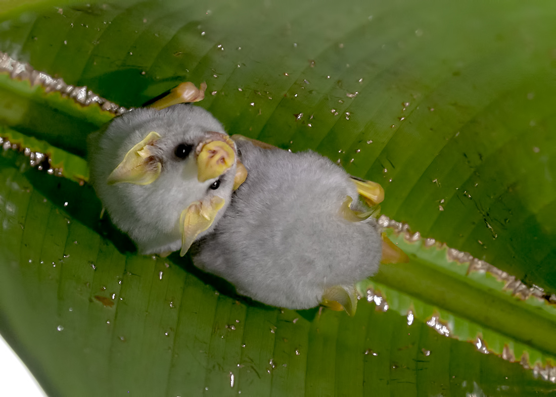 Bat Number Six is the Honduran White Bat (ectophylla alba), tiny floofs who chew on leaves to make tents to live under.fun fact: their yellow skin is from how these bats process lutein! scientists are studying this, to try & find a treatment for macular degeneration in humans