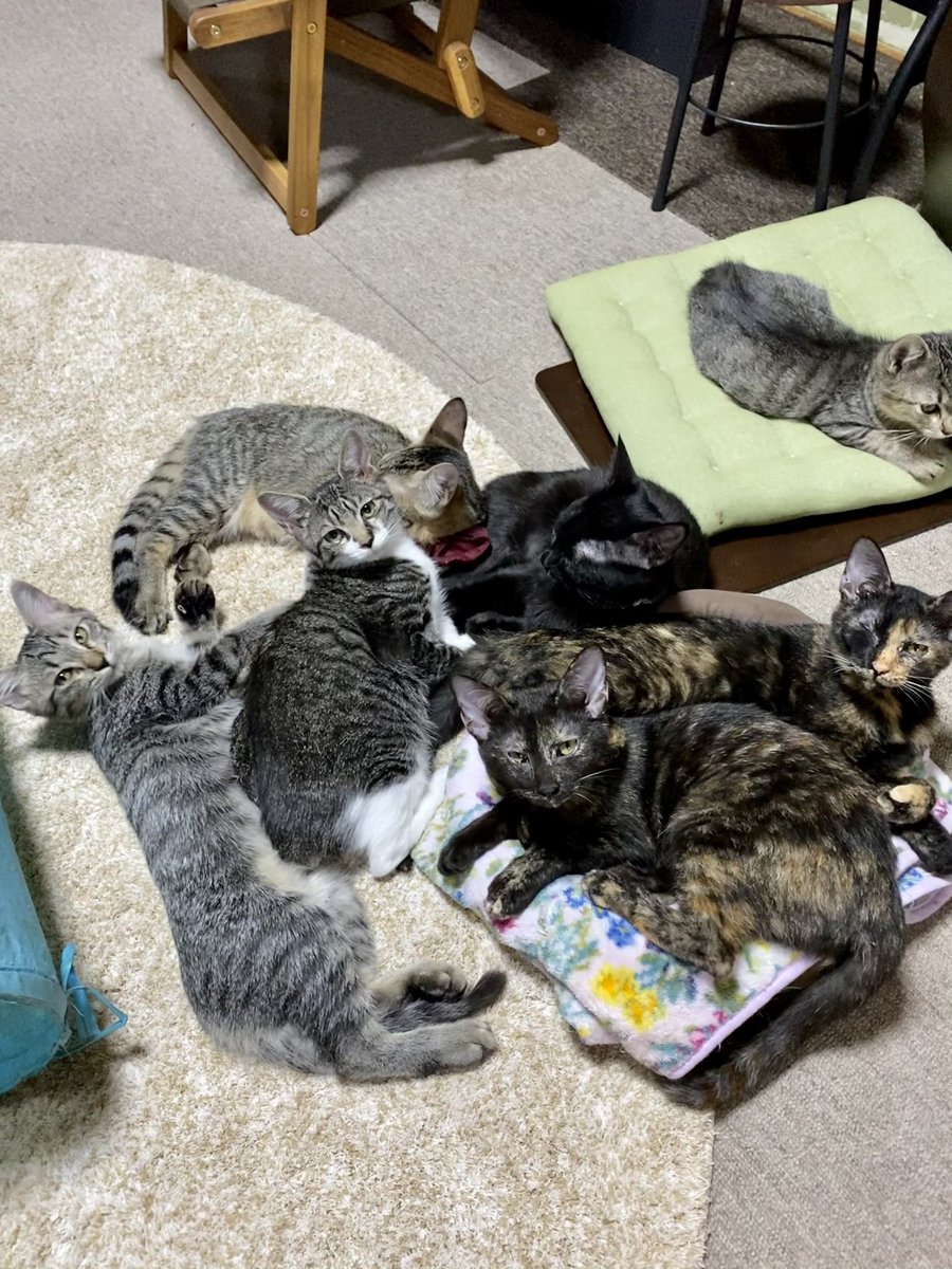 子猫里親募集中 - Twitter Search