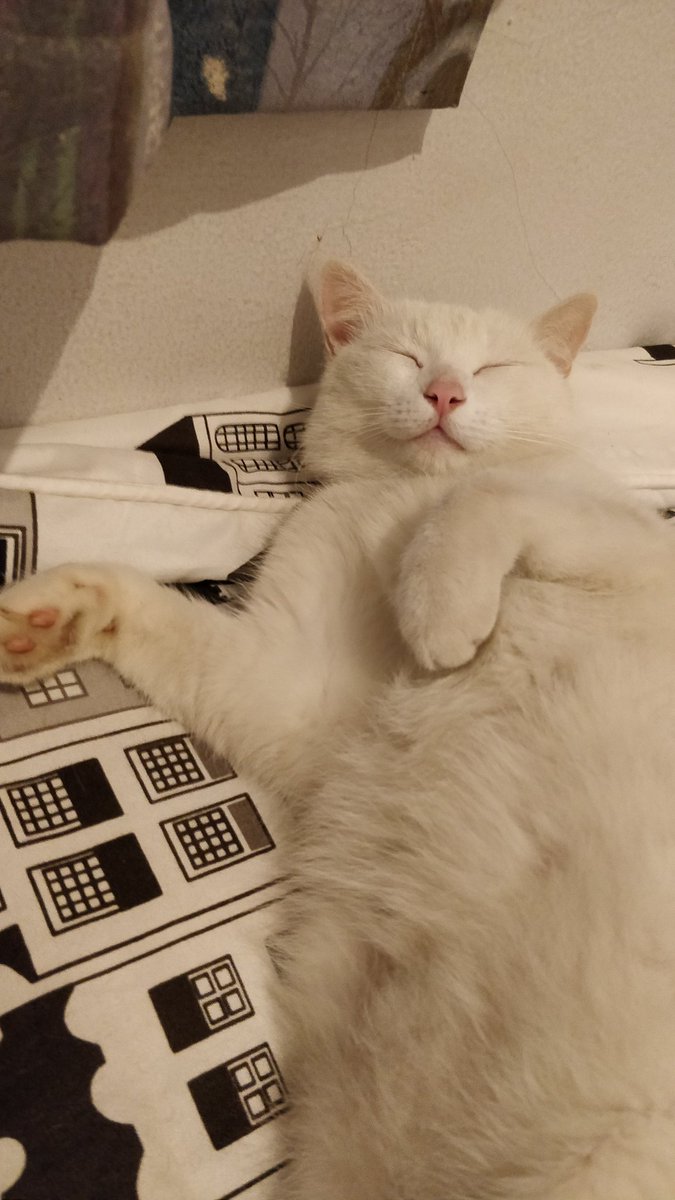 JakartaCats's tweet photo. "Is it weekend yet?" - Li
#cats #Jakarta #CatsOfTwitter https://t.co/xC3FKYvMfC