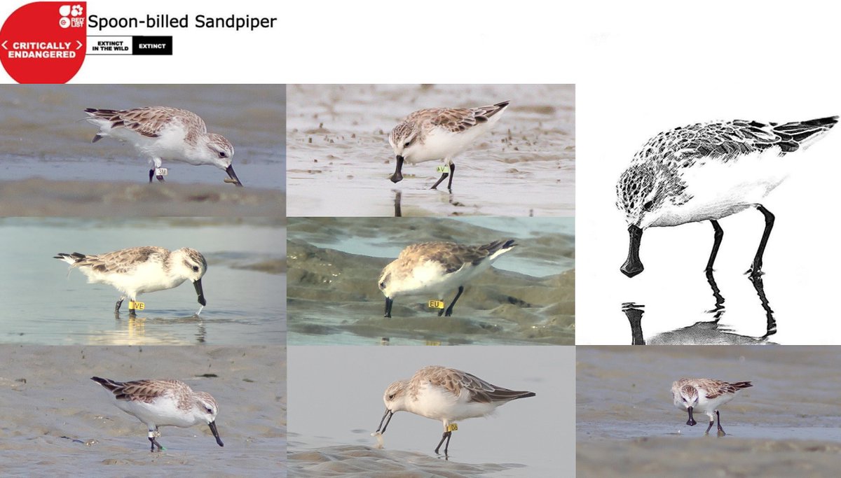 5. 23–26 Spoon-billed Sandpipers were recorded annually in winter (2011–2015) and only 3 birds in summer, which raises the question whether the immature birds are exposed to a wider range of threats during migration, away from the main wintering grounds. #ISTC20, #Sesh8