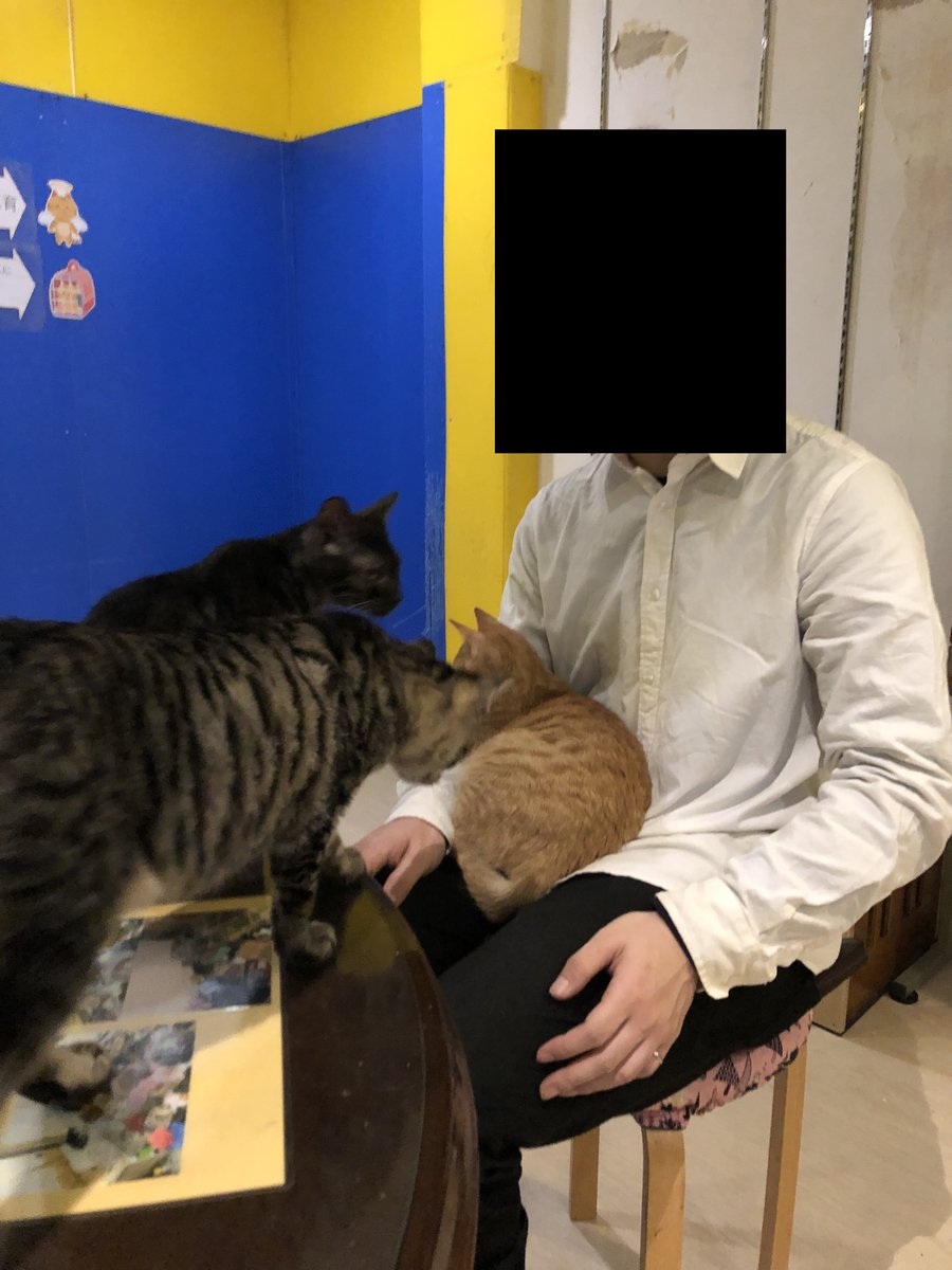 保護猫 名古屋の花の木シェルターに行ってきた Togetter