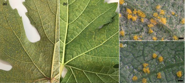 BSPPjournals's tweet photo. What is causing Asian grapevine leaf rust in Brazil? @Santos_RFd and team find it is mainly Neophysopella tropicalis but also Neophysopella meliosmae-myrianthae: https://t.co/xCTcI3dhOM https://t.co/RF5YwbaJvu