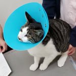 愛猫からのSOSサイン見逃さないで!これらの症状が見られたら危険な場合が多い!