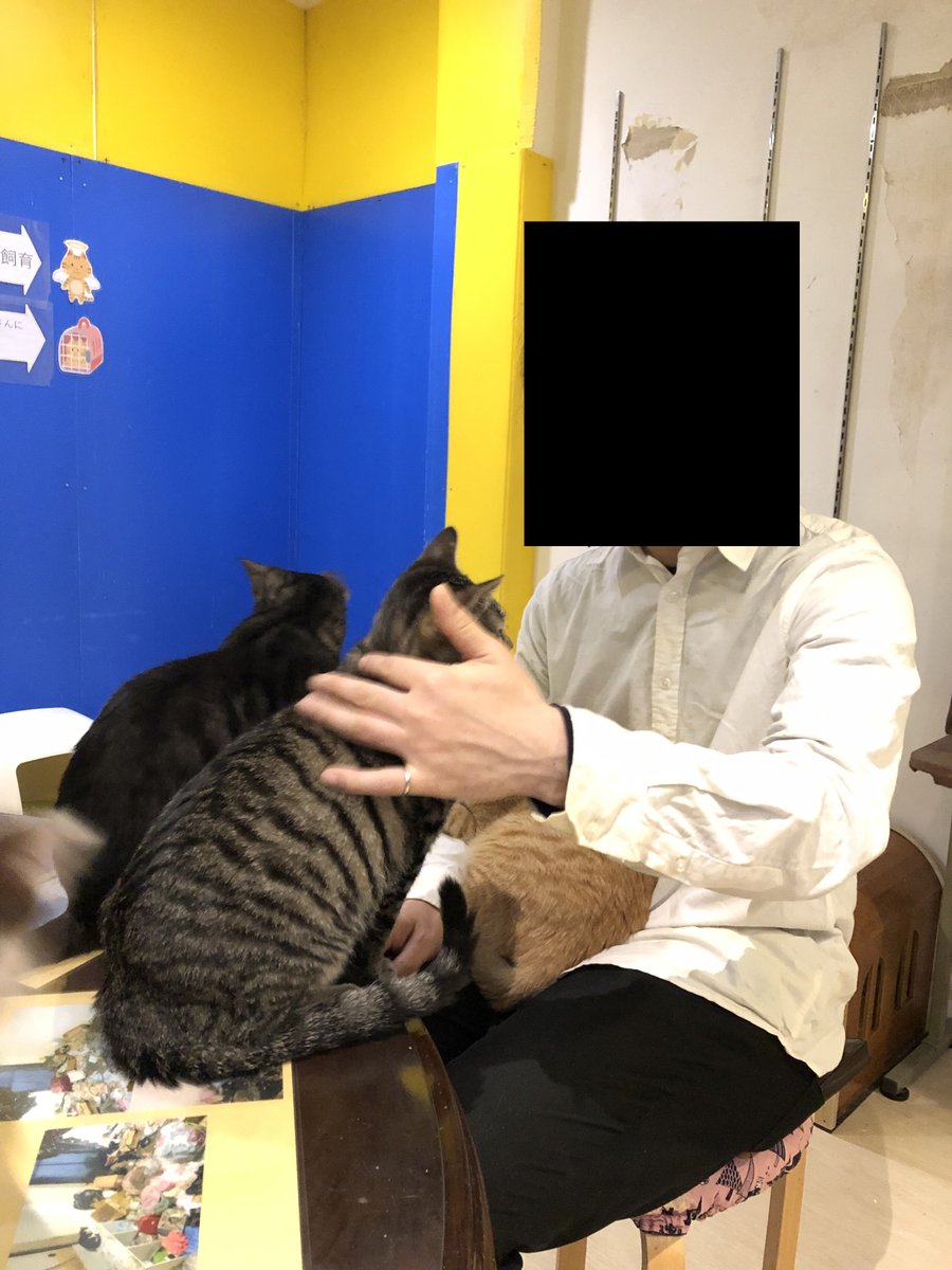 保護猫 名古屋の花の木シェルターに行ってきた Togetter