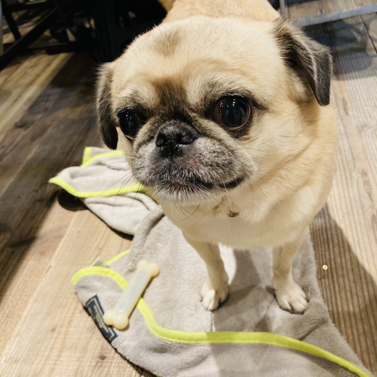 世界で一番かわいい生き物さまに、貢物を持って会いに行きました 絶対