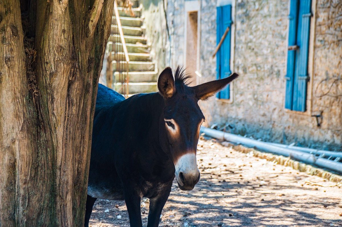 reisenEXCLUSIV's tweet photo. Besucht eine der fünf unbekannten Inseln in #Kroatien oder hüpft am besten von Insel zu #Insel und erlebt #Fiaka - das kroatische Gefühl vollkommender Zufriedenheit.
https://t.co/GPtce7sjDX https://t.co/PfOqPhVlLN