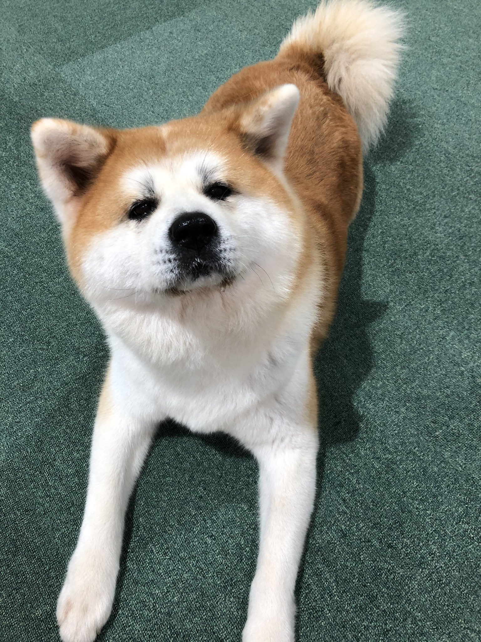 秋田犬の里 公式 本日10月8日 木 午後の部 13 15 16 45 赤毛の女の子 綺羅 きら ちゃん 9歳 がお出迎え中です 秋田犬の里 きょうの秋田犬 T Co Drtihswrma Twitter