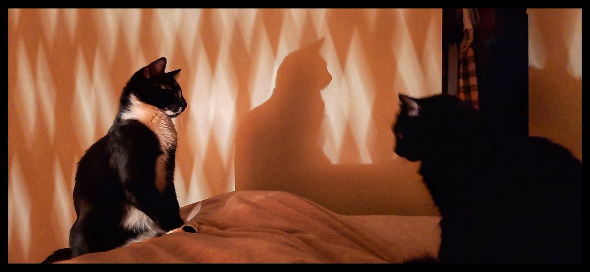 themellowing's tweet photo. A good old fashioned standoff #CatsOfTwitter #relaxplease https://t.co/qnfjh0TTfd