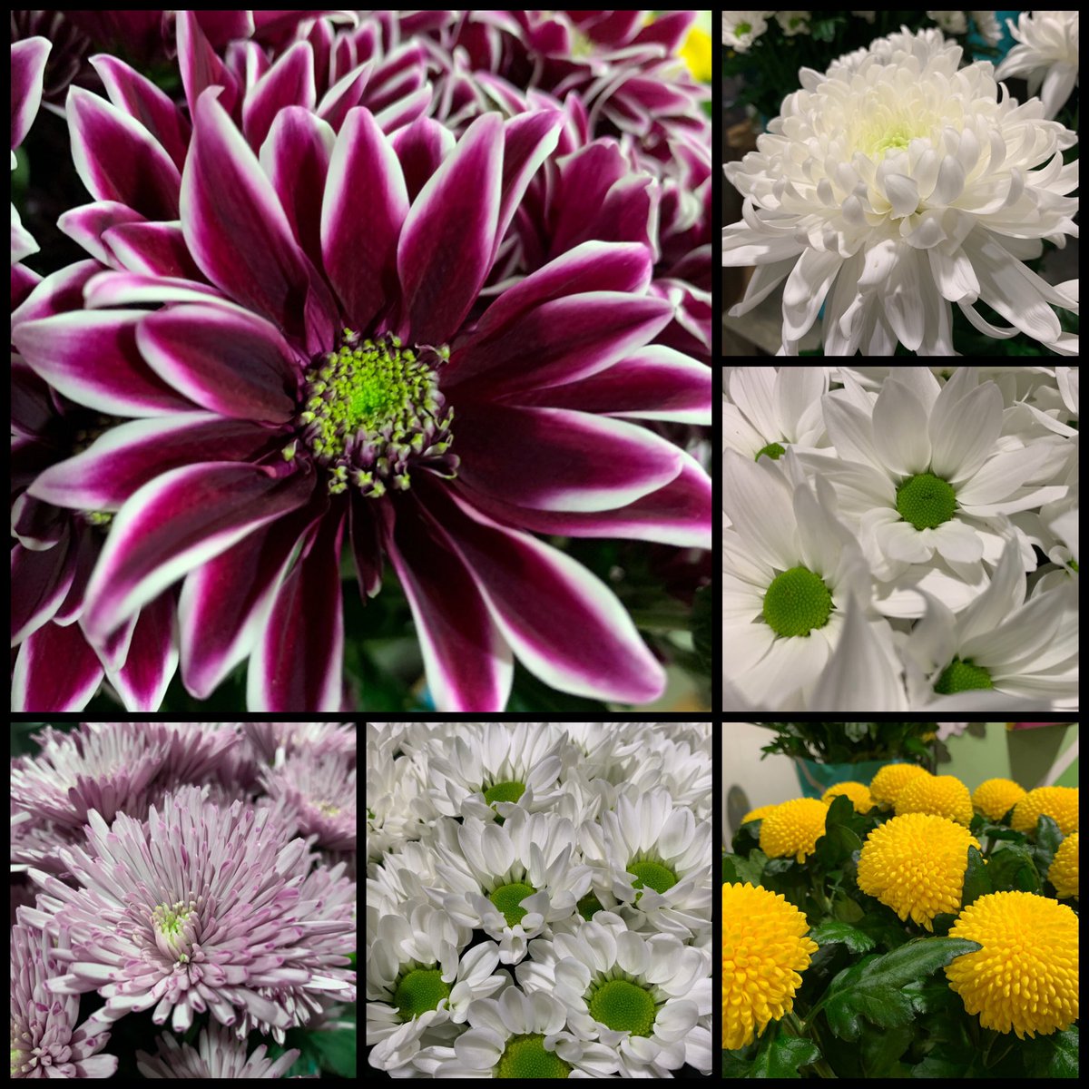 Weer een prachtige presentatie van <a href="/Dekker_Chrysant/">Dekker Chrysanten BV</a> bij ons op de zaak <a href="/hovenendemooij/">Hoven en de Mooij</a>