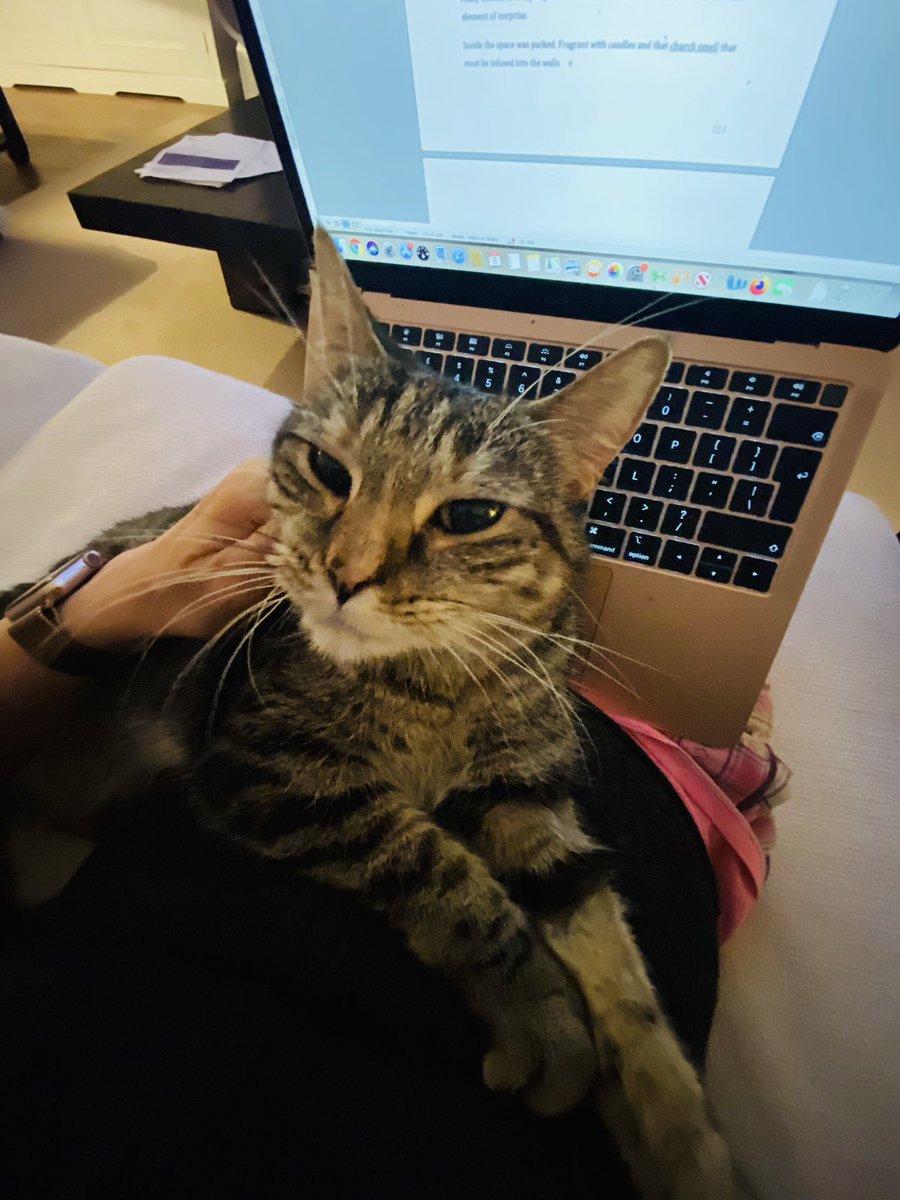 This morning’s work companion ❤️ I have written 13 words since 5.30 #FosterCat #Catkins