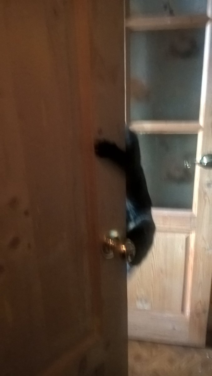 KnightChamomile's tweet photo. 💩💩 The extent of our vital energies is as yet unknown; they are part of the energy of nature itself, and we draw them from unknown reservoirs." #猫 #CatsOfTwitter #CatsBy90 #CatsDraft #catsofinstagram #catsthemusical #catstagram #catsmovie #cats 💩😸💩 https://t.co/c3wZrKBpiF