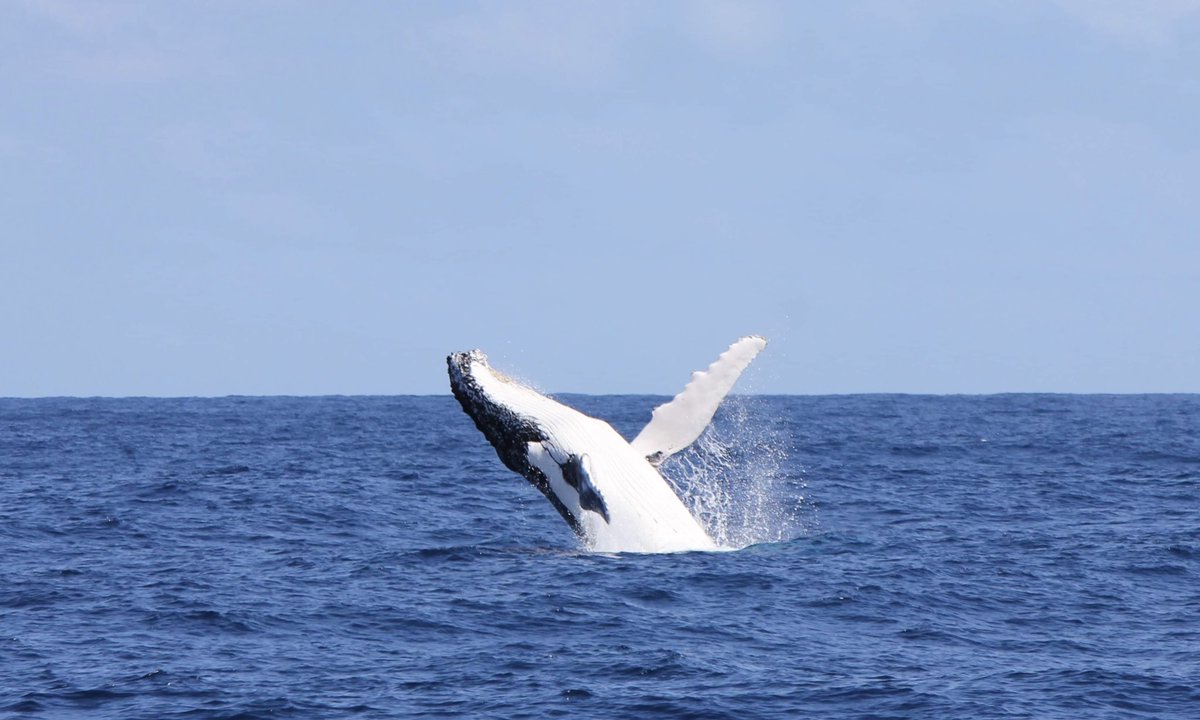 MillsCharters's tweet image. It’s Definitely Peak Season! 🐋