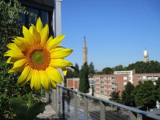 📸[#Biotope #jeudiphoto] Zoom sur les espaces verts de sa toiture terrasse, aujourd'hui créateurs d'aménités pour ses usagers grâce à sa maintenance de qualité !  

<a href="/LinkCity/">Linkcity</a>, ce #bâtiment montre tout son mérite à l'obtention du label <a href="/BiodivercityC/">BiodiverCity(R)</a> ! 

Crédit photos <a href="/Le_Prieure_/">LePrieuré_VegetaliD</a>