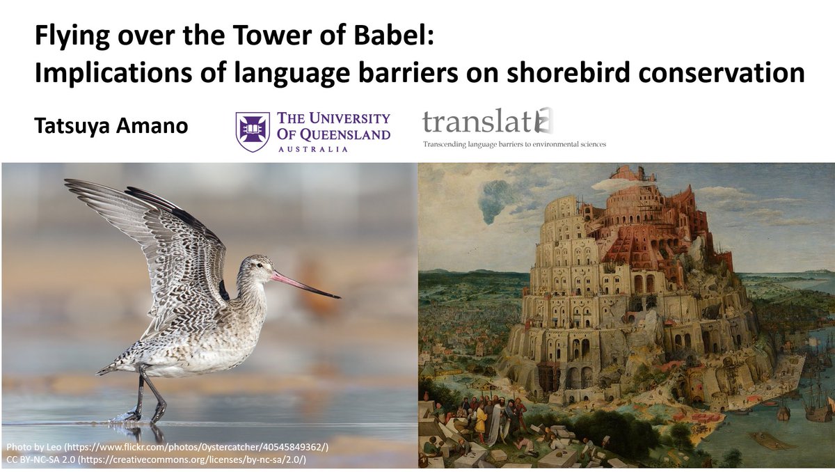 1  #ISTC20  #Sesh7 OK here’s a thread on  #languagebarriers. Yes you are in the right conference. This is still about shorebirds. What I mean is I will explain how language barriers can affect the conservation of shorebirds (or any other species). So don’t leave!  #ornithology