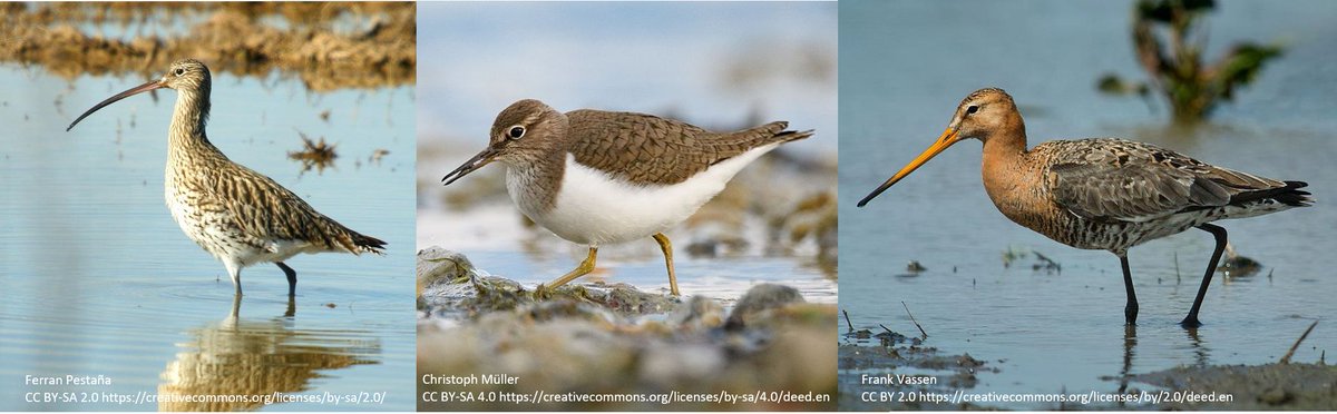 16  #ISTC20  #Sesh7 We found a median of 9 official languages used in the range of Charadriiformes species. Top 3 with the largest number of languages were: Eurasian curlews (98 languages), common sandpipers (95) and black-tailed godwits (91) – all extremely wide-ranging species.