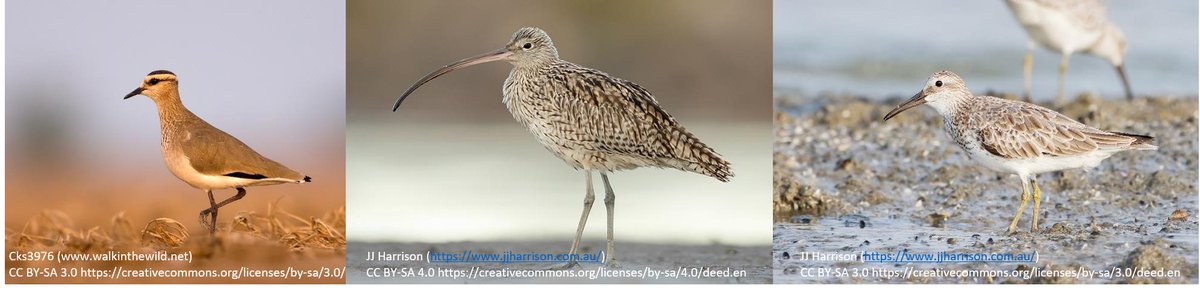 18  #ISTC20  #Sesh7 They are: sociable lapwings (CR, 22 languages), far eastern curlews (EN, 16) and great knots (EN, 16). These species already attract much research/conservation attention, but this may indicate that language barriers could be a key to their conservation.