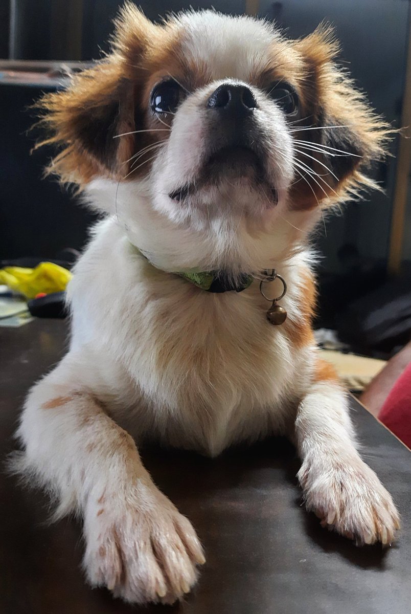 ClicsElixir's tweet image. Coming home to find a little soul waiting for you......is priceless....
.
.
.
#photography #photooftheday 
#animallover #animalove #PeaceAndLove #love #animalphotography