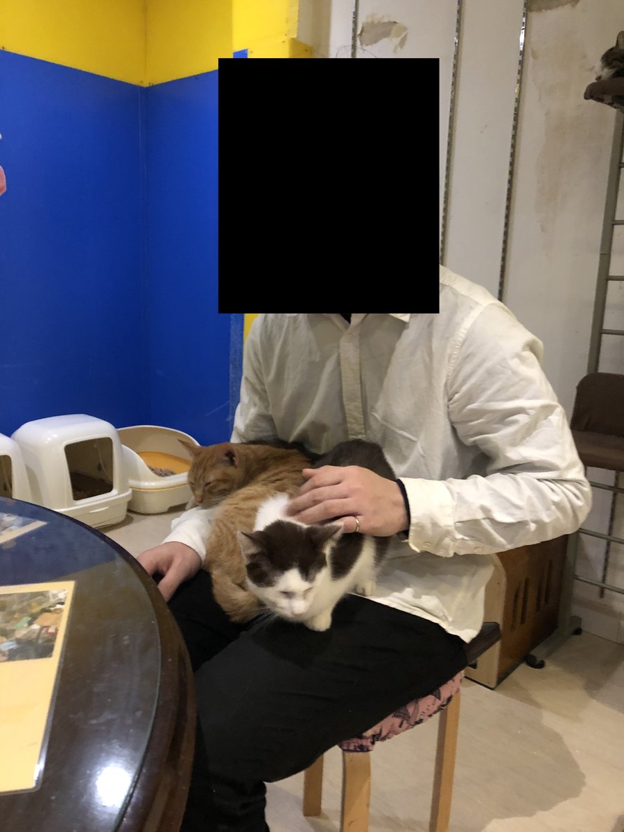 保護猫 名古屋の花の木シェルターに行ってきた Togetter
