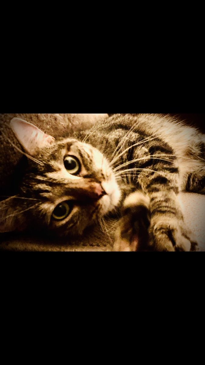 rickygervais's tweet image. Quick update on the cat we’re fostering: She keeps getting on my lap and staring at me. We’re keeping her.