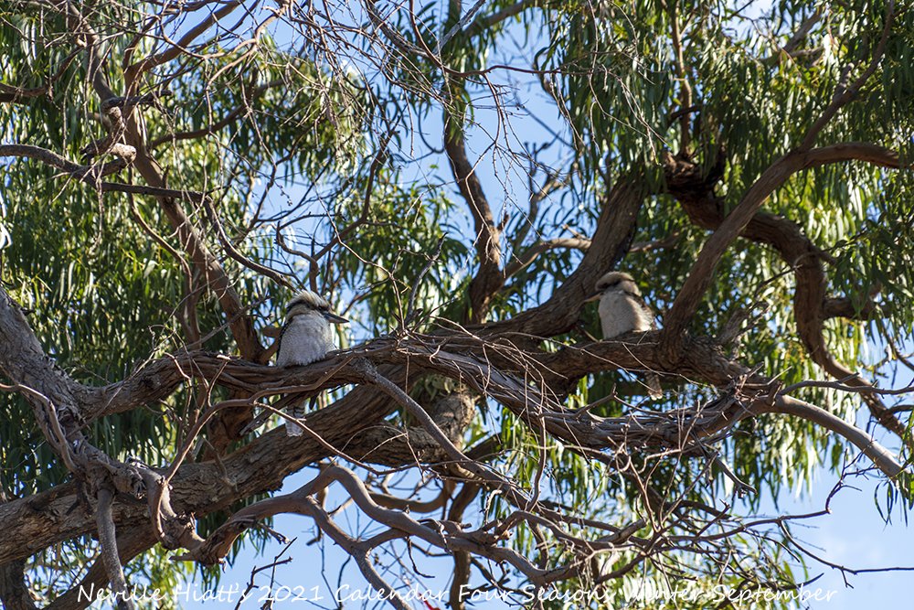 Here's your first look at my Limited Edition 2021 A4 Calendar Four Seasons #Winter Only while stock last #BirdLife #AustralianFauna #AussieAnimals #AustralianWildlife #AustralianPhotographer #Islandlife #VisitGippsland #GippslandLakes #SupportLocalArt #BuyLocalArt #Kookaburra https://t.co/loHZxYf4ds