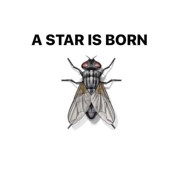 djpaulomusic's tweet photo. ⁣Tonight a STAR was born 🦟
#flypence2020 #bidenharris #fly #mikepence #debate #realfly #flyonpence #pence #mikepencefly #voteblue #thefly #fuckpence #flyonpenceshair #flyonhead #flygate #flyonshit #bidenharris2020 #pencefly #vpdebate2020 #vote #fucktrump #trump #vpdebate https://t.co/LGAW6eaEHV