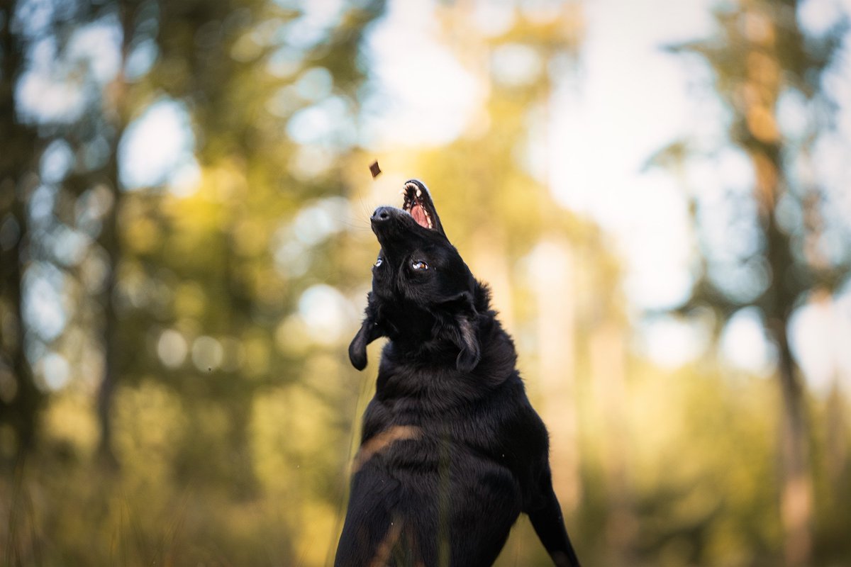PhotoartNaegele's tweet photo. Dogshooting : #specialthanks #animal #dog #blackdog #bavaria #bayern #hund #schwarzerhund #photography #fotografie #animalphotography #tierfotografie #forest #wald #leipheim #blackdiva #animal #tier https://t.co/JeAGmn3Trl