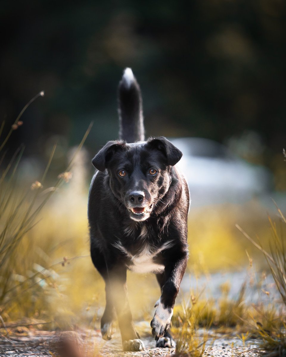 PhotoartNaegele's tweet photo. Dogshooting : #specialthanks #animal #dog #blackdog #bavaria #bayern #hund #schwarzerhund #photography #fotografie #animalphotography #tierfotografie #forest #wald #leipheim #blackdiva #animal #tier https://t.co/JeAGmn3Trl