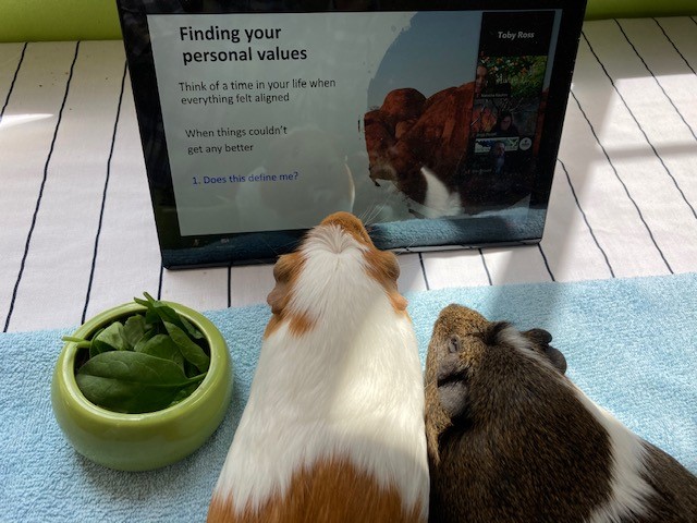 CIE virtual conference at Deakin. Great talks and fun games. Well organized and good time tracking! My guinea pigs are so attracted that they even ignore their snacks... #CIEwhoiswatching #CIEvirtual2020