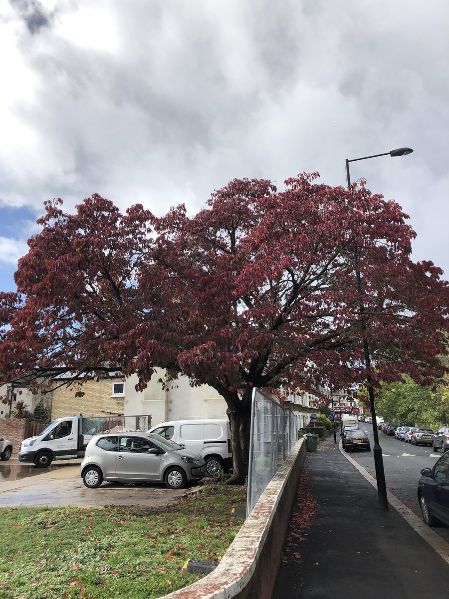 JaneCanDoSE4's tweet photo. I pass this🌳so often & 💕watching it change through the seasons-understand is going very soon to make way for the small housing development on Marnock Rd-I will certainly MISS it!! 😔 #TreesAreImportant #GreeningOurCity https://t.co/VPScVtfoHJ