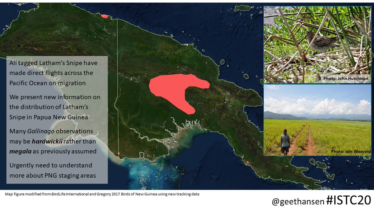 #istc20 #sesh7 5/6 tracking of #lathamssnipe has revealed an overwhelming reliance on PNG on migration. We provide new information about their distribution in PNG. However, nothing is known about their staging habitat nor their conservation status in PNG #ISTC20 #Sesh7