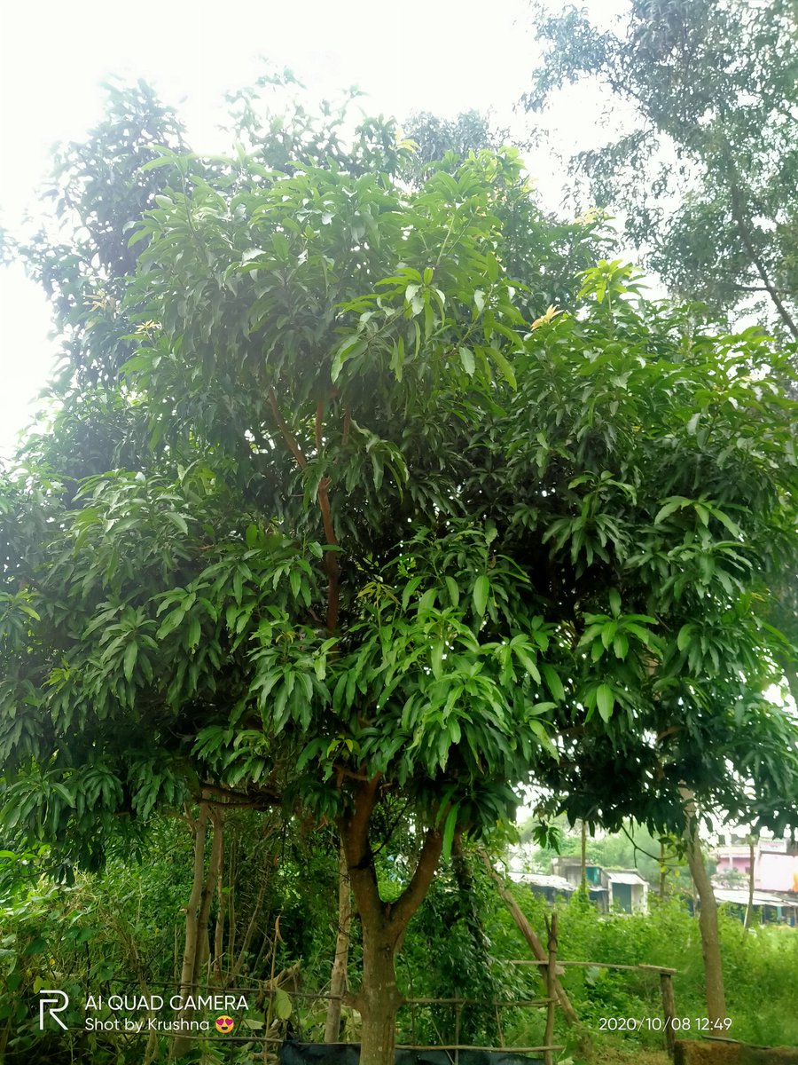 Krushna857844's tweet photo. ବଗିଚା କୁ ବୁଲିବାକୁ ଗଲାବେଳେ ,ପ୍ରଥମେ ତ ଗଛ ମାନଙ୍କ ସହ କିଛି ସମୟ ବିତାଏ, ତାଙ୍କ ପାଇଁ ସାର ଠାରୁ ଆରମ୍ଭ କରି ,, ଯାହା ବି ସବୁ ,,କିନ୍ତୁ ଆସିଲା ବେଳେ ଫୋଟ ଉଠେଇ ଆଣେ,, ଘରେ ବସି ସେମାନଙ୍କୁ ବାରମ୍ବାର ଦେଖିବାକୁ ବି ଇଛା ହୁଏ 😊😊😊🌵🌴🌳🌲🌱🌿🌷🌻☘️🌺🍁🌹🍃
@plzzzzzzPlantATree
#getOxygenFree
@SaveOurEnvironment https://t.co/ZsOXCtx2ia