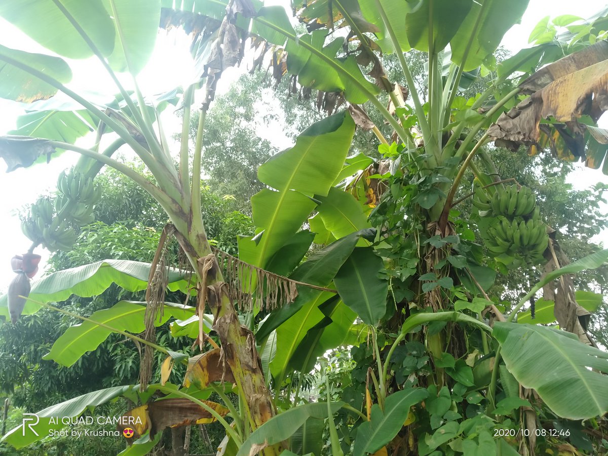 Krushna857844's tweet photo. ବଗିଚା କୁ ବୁଲିବାକୁ ଗଲାବେଳେ ,ପ୍ରଥମେ ତ ଗଛ ମାନଙ୍କ ସହ କିଛି ସମୟ ବିତାଏ, ତାଙ୍କ ପାଇଁ ସାର ଠାରୁ ଆରମ୍ଭ କରି ,, ଯାହା ବି ସବୁ ,,କିନ୍ତୁ ଆସିଲା ବେଳେ ଫୋଟ ଉଠେଇ ଆଣେ,, ଘରେ ବସି ସେମାନଙ୍କୁ ବାରମ୍ବାର ଦେଖିବାକୁ ବି ଇଛା ହୁଏ 😊😊😊🌵🌴🌳🌲🌱🌿🌷🌻☘️🌺🍁🌹🍃
@plzzzzzzPlantATree
#getOxygenFree
@SaveOurEnvironment https://t.co/ZsOXCtx2ia