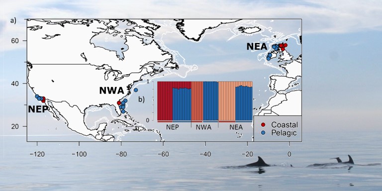 marie__louis's tweet photo. We are happy to share our preprint investigating the mechanisms underlying how populations adapt to novel environments. For this, we study parallel adaptation of bottlenose dolphins from pelagic to coastal habitat across their range using 57 whole genomes. https://t.co/aEo1SrUK8K https://t.co/qYO5PLMkGG