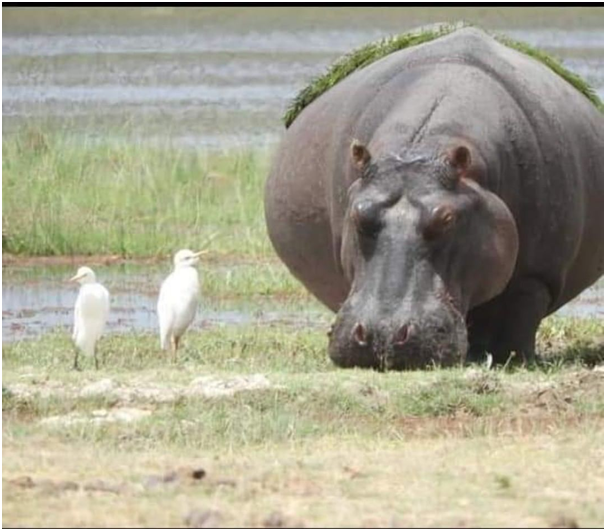 TanzaniaTerrain's tweet photo. Hippos are the 3rd largest living land mammals. They're semi aquatic allowing them to move swiftly on land and water.
#africa #safari #masaimara #hippos #hippopool #budgetsafari #migrationsafari #gamedrives #terraintanzaniasafaris https://t.co/5qaYkM0sm9