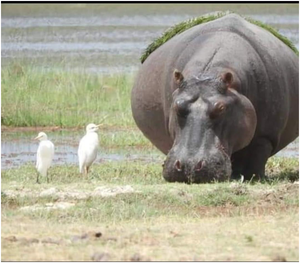 Hippos are the 3rd largest living land mammals. They're semi aquatic allowing them to move swiftly on land and water.

#africa #safari #masaimara #hippos #hippopool #budgetsafari #migrationsafari #gamedrives #terraintanzaniasafaris