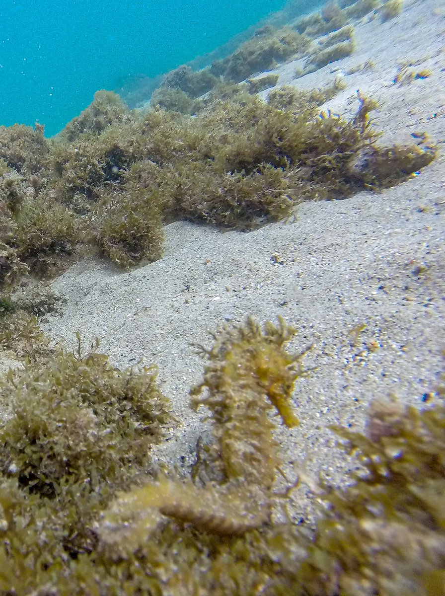 Two seahorses seen during a dive at Rosia Bay Gibraltar. Both nearby but seperate locations. @GibMarine @InfoGibraltar @YourGibraltarTV @gonhsgib @ThinkingGreenGI @NautilusGib