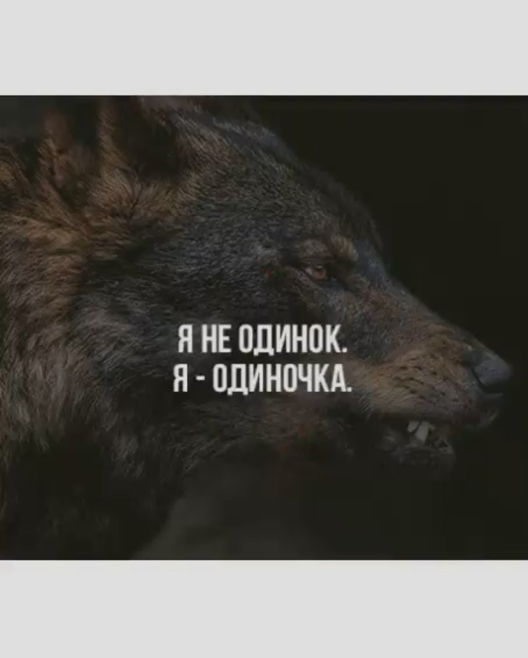 Циат ы про одинокого волка