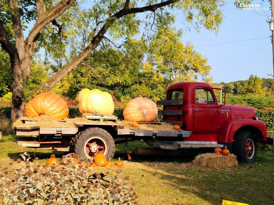 Giant pumpkins by Steve Houts