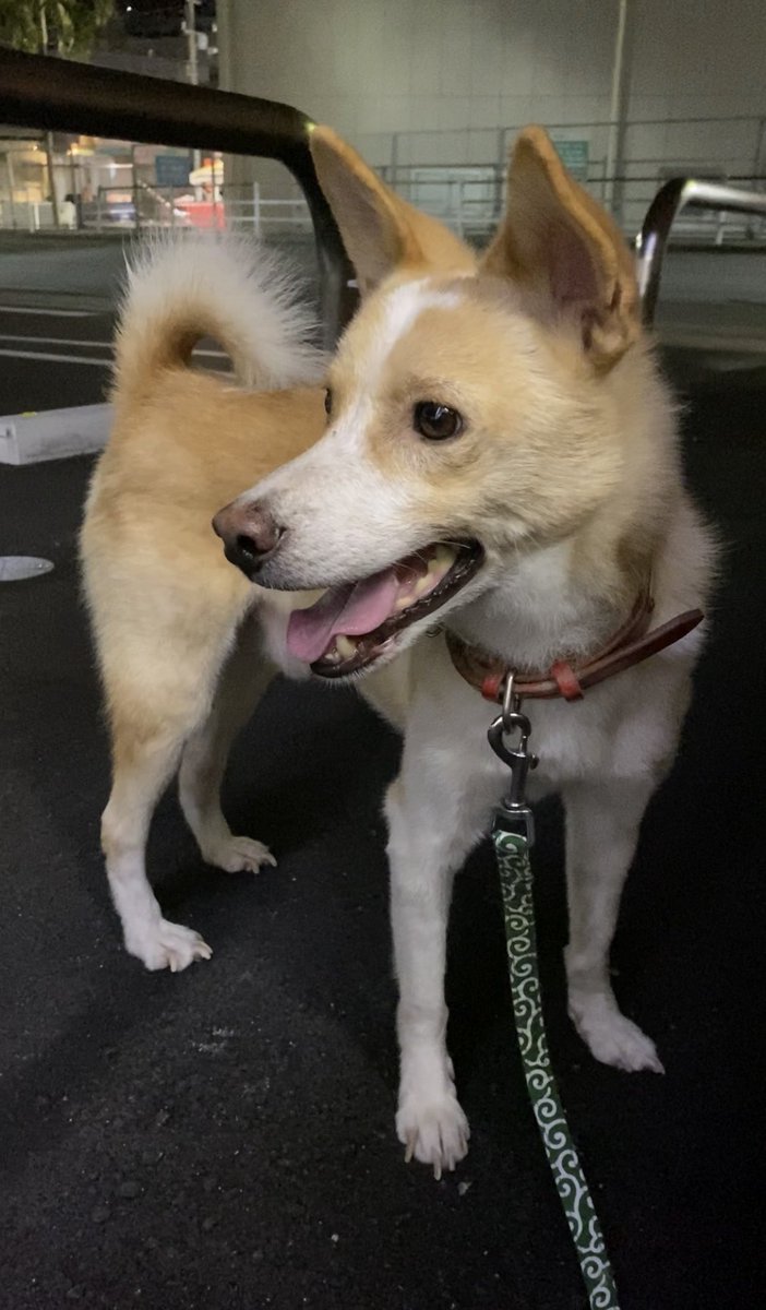 沖縄 島犬 沖縄 島犬