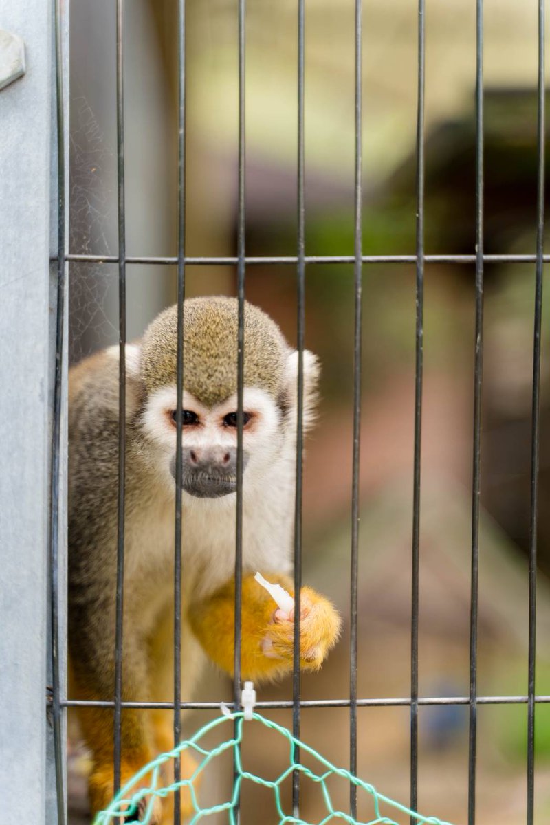 awajikoku's tweet photo. イングランドの丘にいる動物たち
コアラはもちろん他の動物にも癒やされます✨.

#イングランドの丘 #南あわじ
#淡路島 #動物 #旅行
#gotoawaji #trip #zoo
#awajishima #ig_japan #田舎暮らし https://t.co/4eVegKnRaV