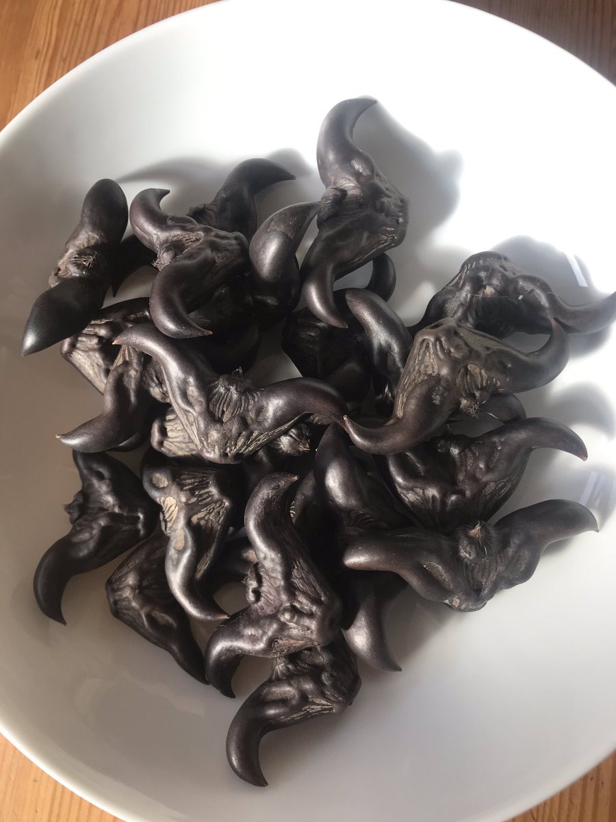 The water caltrop 菱角 smelled a bit like dirty mud, so I washed them well, then boiled for 20-30 mins in plain water, then took them out and let them cool. They looked the same cooked as they did raw.