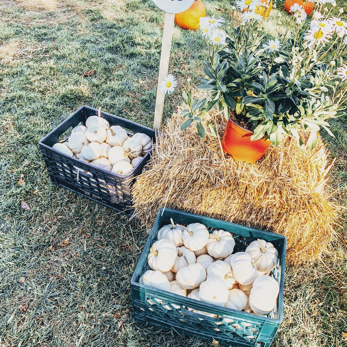 MrsRyanGarvey's tweet photo. The @BPESchool kids could not be more excited! As always great work by the @BluePointPTA and special thanks to @BayportFlower and #BrinkmansTrueValue 🎃🍁🌼#bitofnormal #smalltownjoy #shoplocal #supportyourPTA https://t.co/jqL1bEZYTF