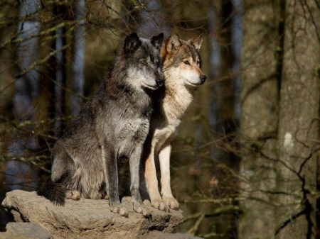 Волк годы жизни. Волк и волчица. Пара Волков. Красивый волк. Волк летом.