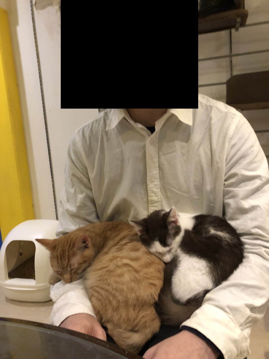保護猫 名古屋の花の木シェルターに行ってきた Togetter