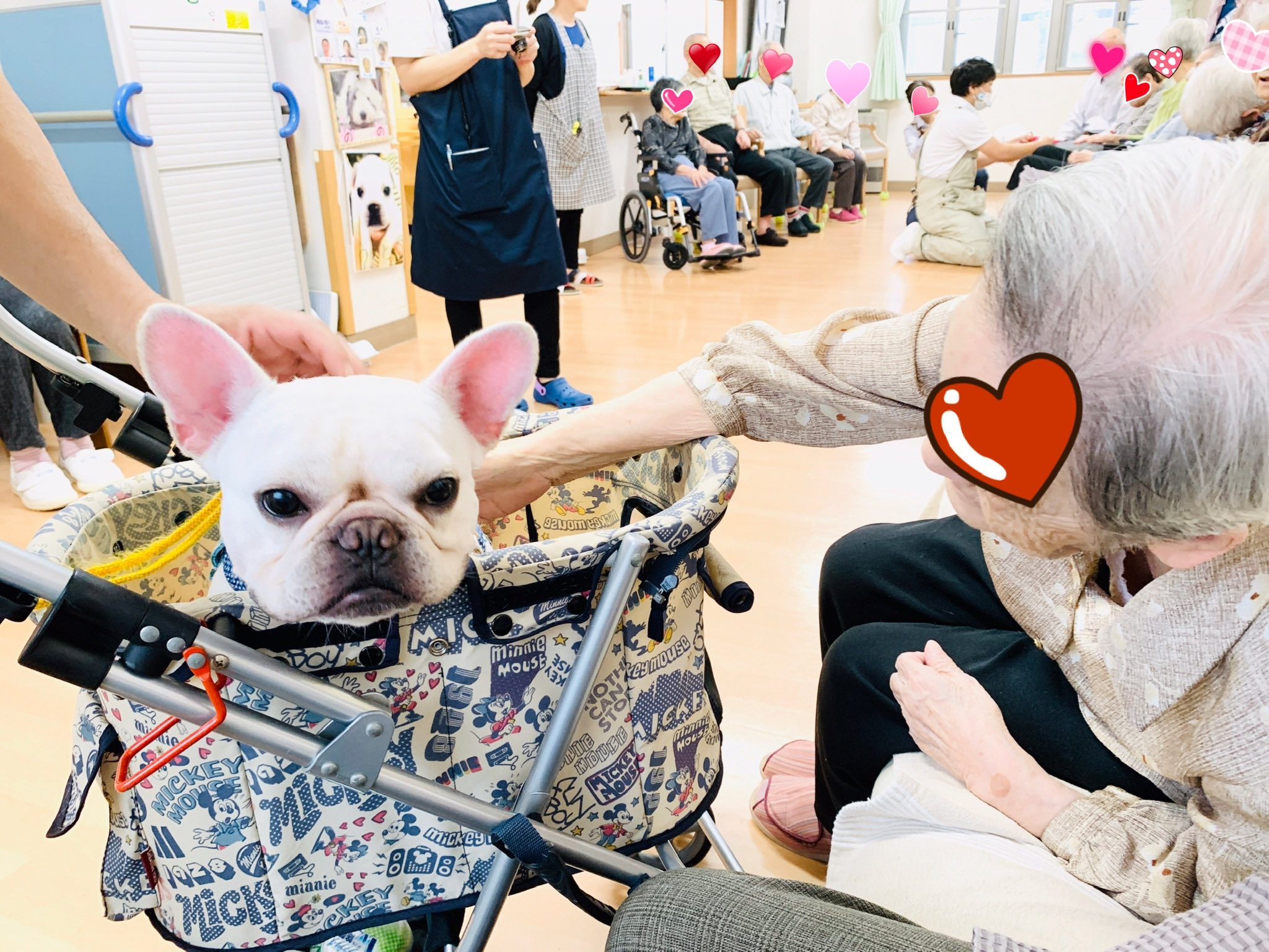わんとほーむ Ldqor8jdcmiamqv Twitter
